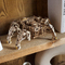 Hexapod Explorer